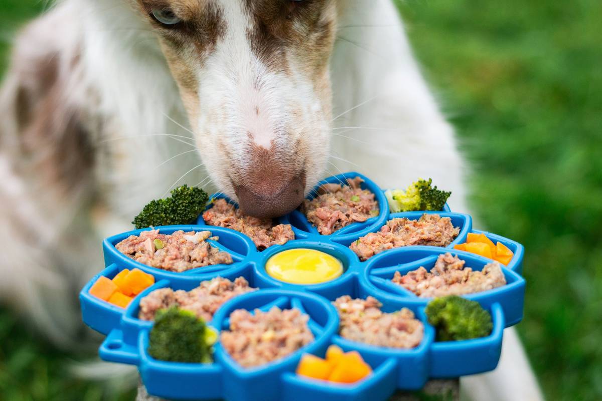 Pet owner using smartphone to manually override pet feeder while dog watches; illustration shows pet system matching between devices