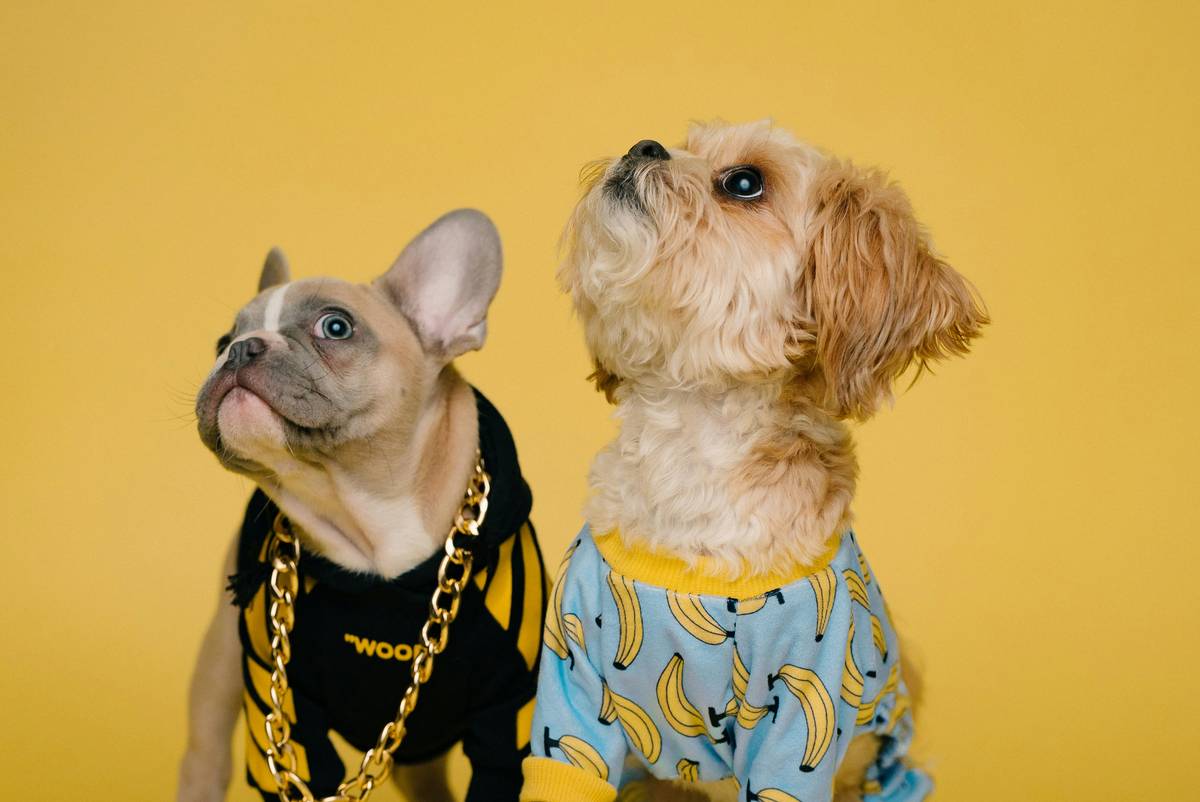 Pet System Matching: 7 Proven Tips to Avoid Costly Mistakes