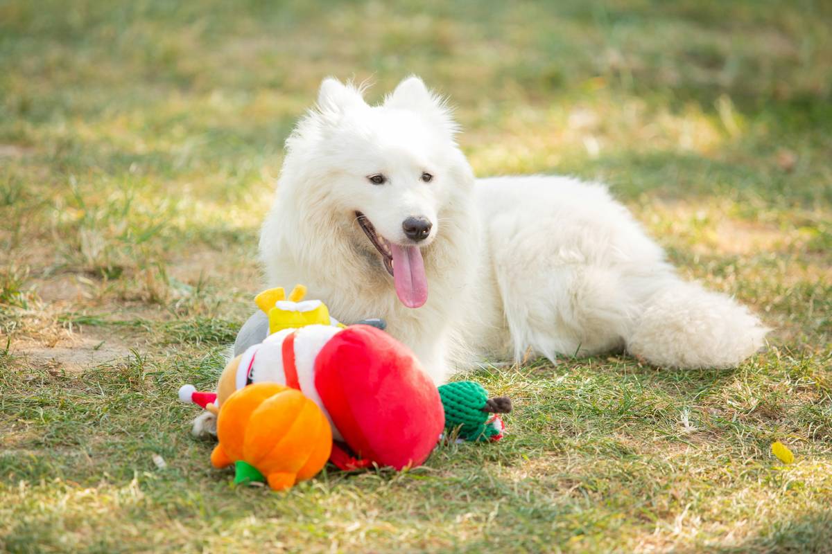 Pet toy alignment shown with two incompatible smart dog toys failing to connect via manual override