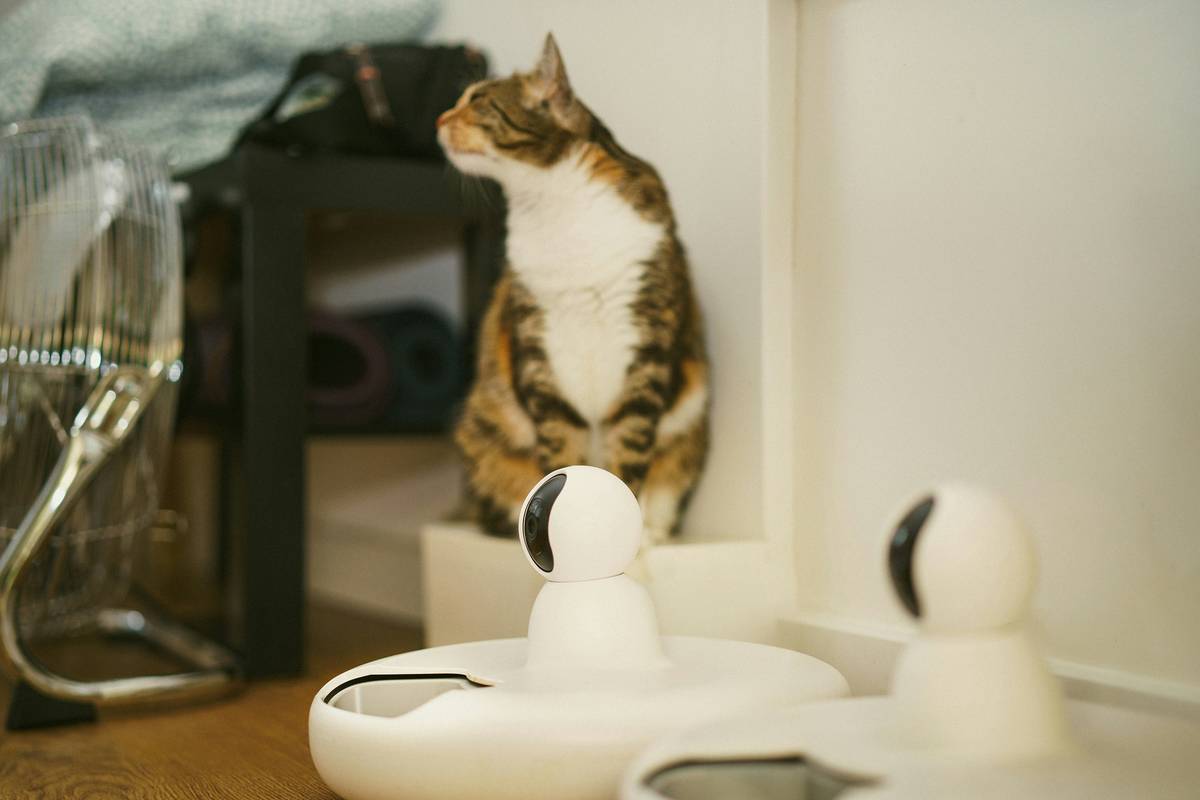 Why pet device harmony Is the Silent Killer of Your Pet's Playtime—and How to Fix It