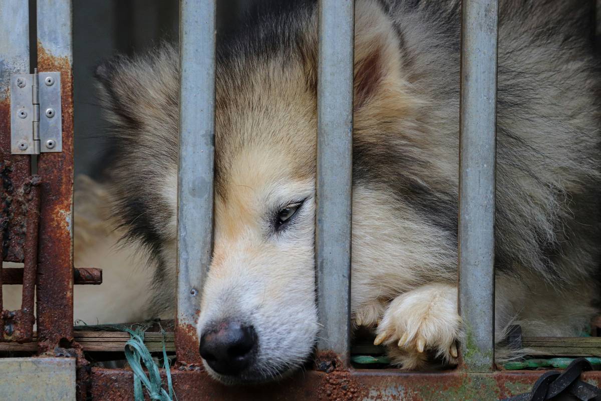 Why Pet Lock Quality Determines Safety—Not Just Convenience
