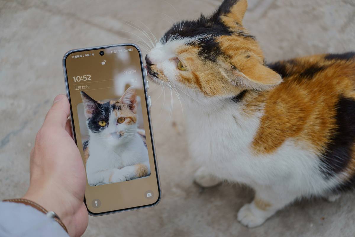 App-Based Pet Toys with manual override button visible on device for emergency control